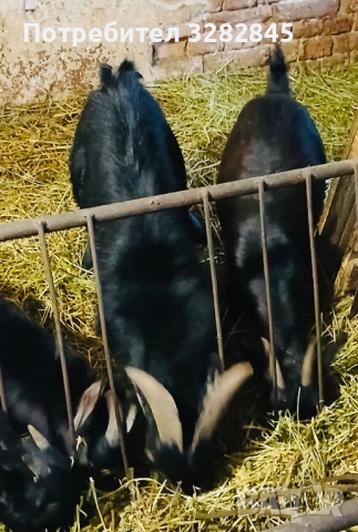 Мини кози //камерунски//, снимка 3 - Кози - 52791482