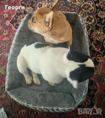 Легло за кучета или котки, 60×45 см, снимка 7 - За котки - 51925990