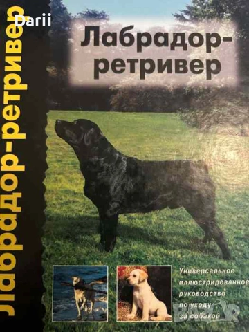 Лабрадор - ретривер- Бернард Дьюк