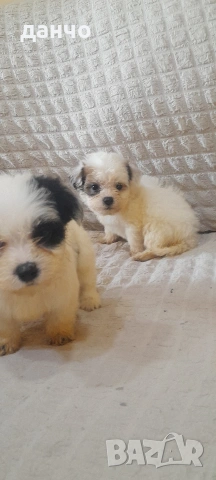 Болонки, снимка 4 - Болонка - 54240506