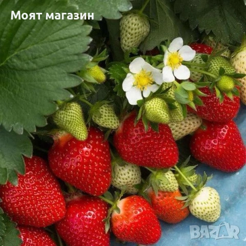 Ягода сорт клери