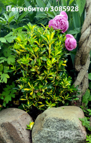 От април Храст Евронимус японика Вариегата /Euonymus japonicа aurea/, снимка 3 - Градински цветя и растения - 38471351