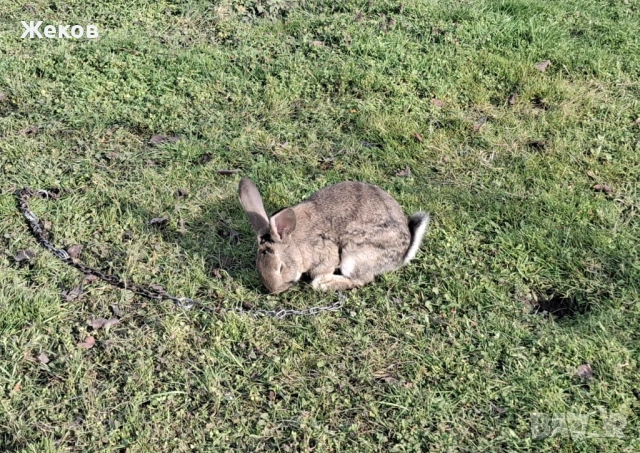 Продават се зайци, снимка 3 - Други - 53635287