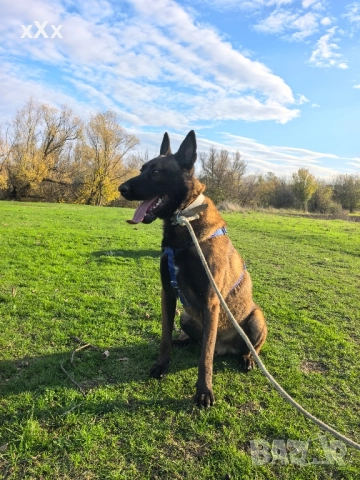 Белгийска Овчарка-Малиноа , снимка 3 - Белгийска овчарка - 52299797