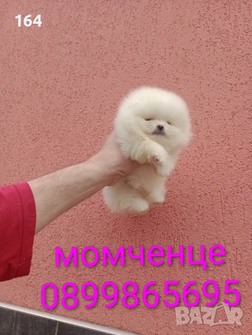 Прекрасен избор на чисто бели мини Померани.  Реални снимки  !!! , снимка 13 - Померан - 53808325