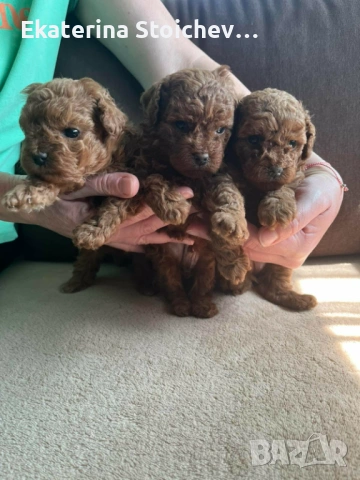 Пудел, снимка 4 - Пудели - 53983996