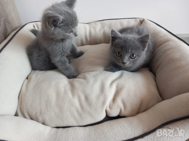 Британски Котета момичета , снимка 4 - Британска късокосместа - 52878589