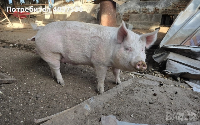 Домашно прасе за клане, снимка 3 - Прасета - 52843787