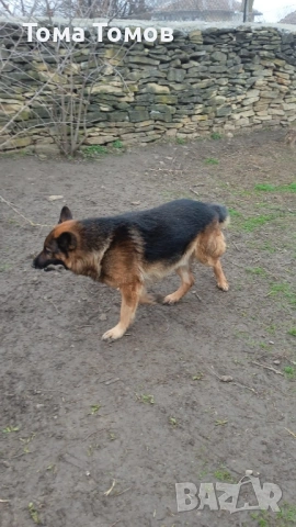 Чистокръвни немски овчарки 300 евро, снимка 4 - Немска овчарка - 53694585