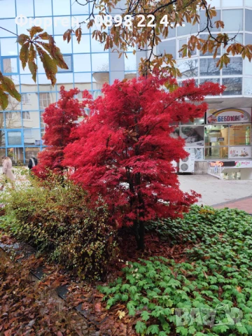 АЦЕР - Японски клен -   Налични 5 вида Студоустойчиви, снимка 12 - Разсади - 34223583