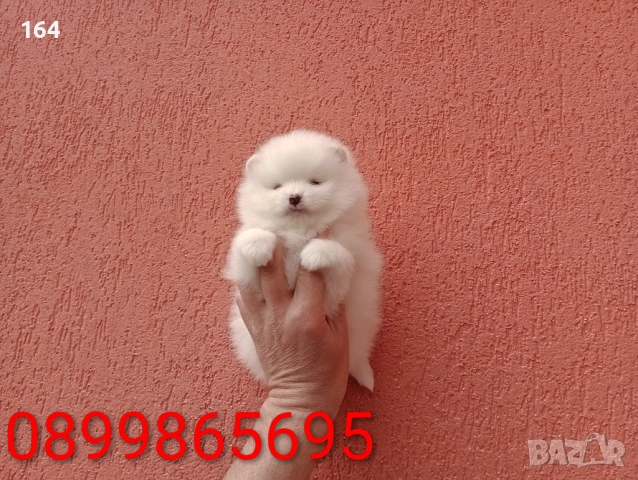 Померани. Реални снимки от 29.03.26 г.