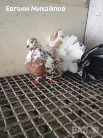 Фенерлии , снимка 6 - Гълъби - 52901917