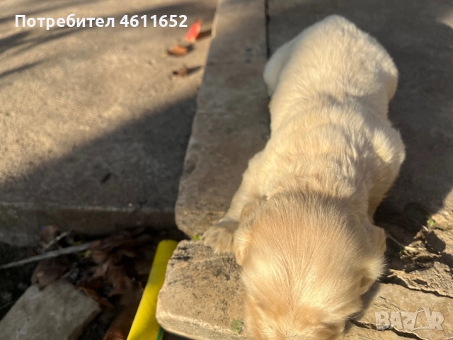 кокерчета, снимка 7 - Шпаньоли - 52281572