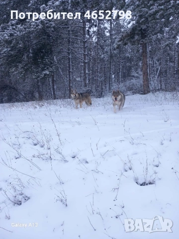 Чехословашки Вълчак