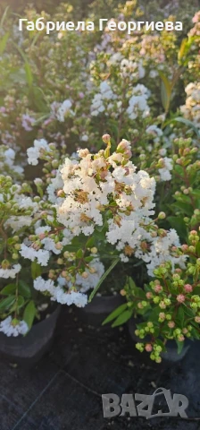 Индийски люляк , снимка 4 - Градински цветя и растения - 50886970