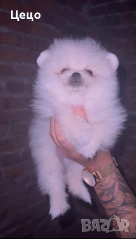 Померан момиче, снимка 1