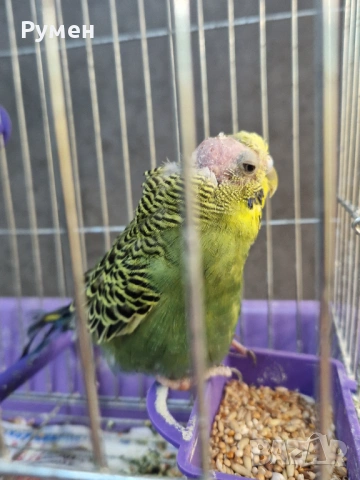 Вълнист папгал, снимка 2 - Папагали - 54191159