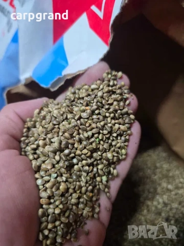 Коноп конопено семе за риболов, снимка 4 - Стръв и захранки - 52754630