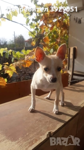 Продавам пинчер мъжки, снимка 2 - Пинчер - 52030829