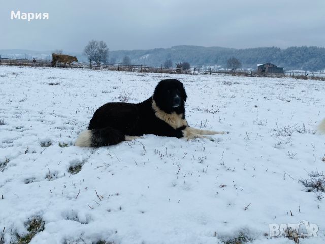 Българско овчарско куче, снимка 5 - Каракачанска овчарка - 45542338