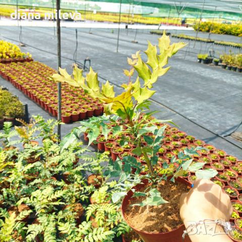 Махония, Mahonia japonica , снимка 13 - Градински цветя и растения - 46368350