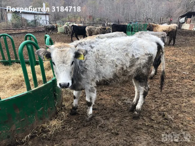 Продавам женски телета Българско сиво говедо(със сертификат), снимка 2 - Крави - 48158814