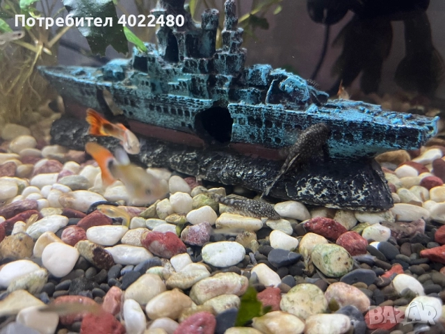 Анциструси, снимка 7 - Рибки - 44657433