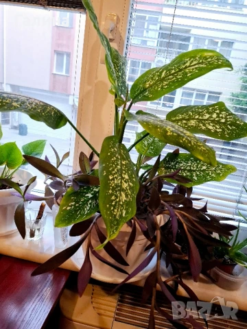 Дифенбахия + Пурпорно сърце, снимка 4 - Стайни растения - 51187234