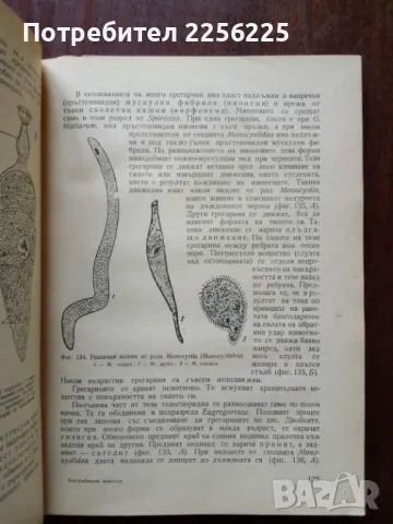 Безгръбначни животни ( част 1 ), снимка 4 - Специализирана литература - 50427674