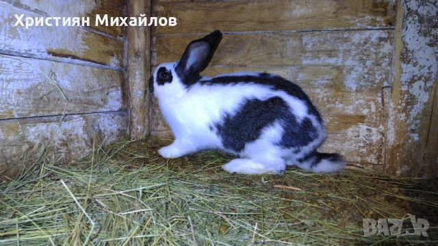 продавам 2 женски заека, снимка 3 - Други - 52976494