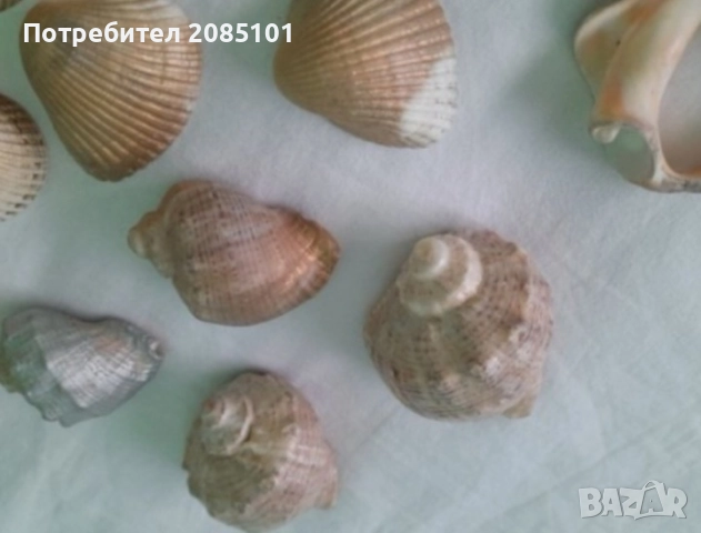 Миди и рапани лакирани, снимка 4 - Други стоки за дома - 52813180