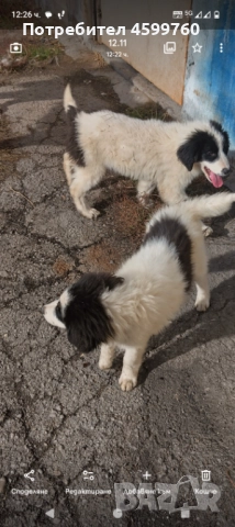 Българско овчарско куче - 2 бр. женски, снимка 8 - Каракачанска овчарка - 51979059