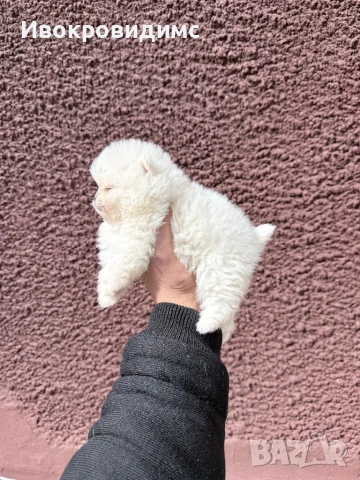 Топ мини померанчета , снимка 4 - Померан - 53990081