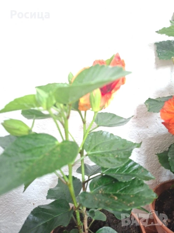 хибискус , снимка 2 - Стайни растения - 53474801