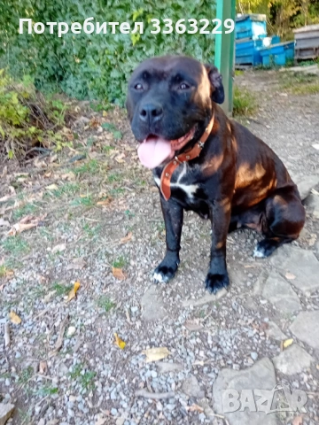 Продавам американски старфоршир , снимка 2 - Американски стафордширски териер - 53689304