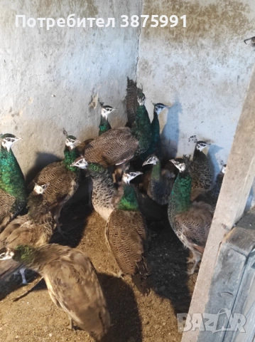 Продавам паунчета