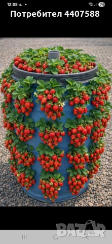 Целогодишен разсад ягоди и малини , снимка 8 - Разсади - 53653670