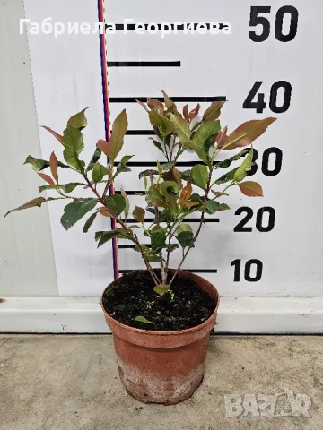 Фотиния компакта , снимка 3 - Градински цветя и растения - 49744625