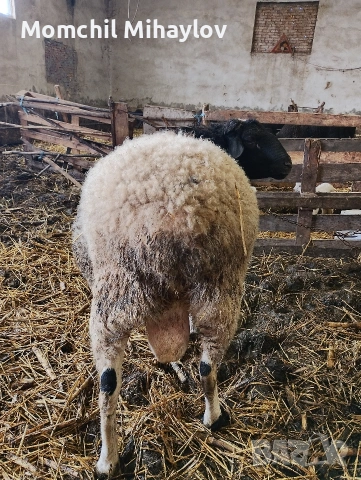 продавам коч, снимка 3 - Овце - 54027379