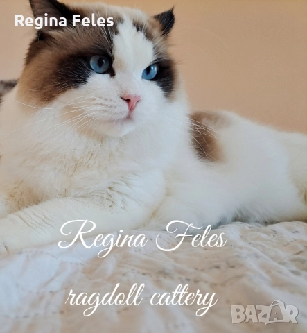 Рагдол мъжки котарак с родословие от лицензиран развъдник, снимка 2 - Други - 51943035