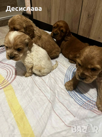 Кокер шпаньол , снимка 3 - Кокер шпаньол - 53119091