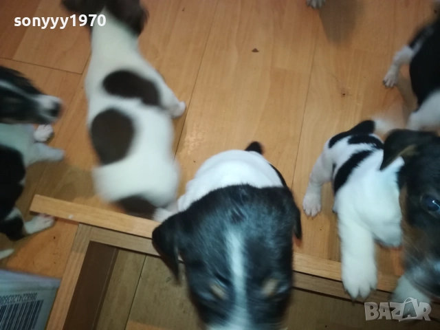 ДЖАК РЪСЕЛ-КУТРЕТА 2209251141, снимка 5 - Джак ръсел териер - 51793138