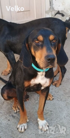 Работещо гонче на 5 години 