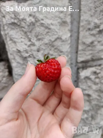 Ягода 🍓 Малина , снимка 4 - Разсади - 49762176