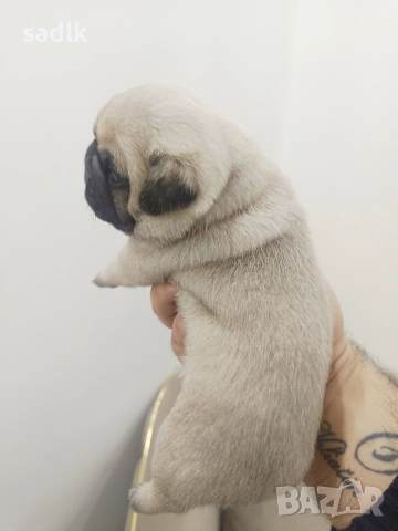 ЕЛИТНИ МОПСЧЕТА 