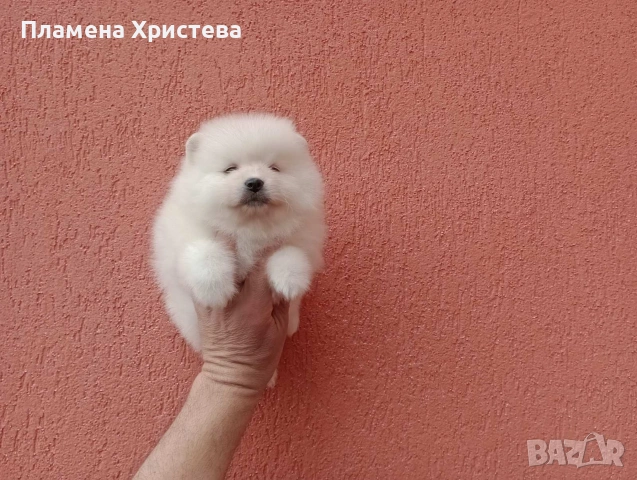 Померани. Реални снимки от днес !, снимка 5 - Померан - 54020046