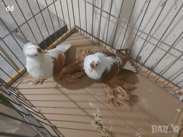 саксонски чайки , снимка 4 - Гълъби - 53249409