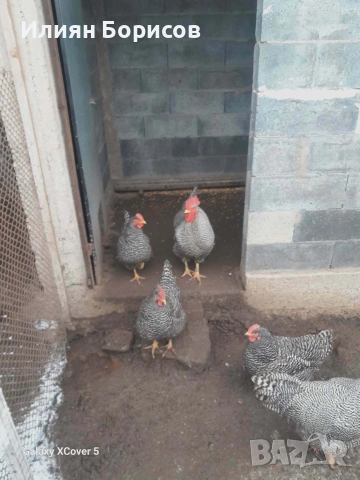 Билефелдер, Амрок и Виендот 