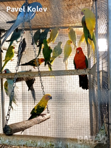 Папагали на добри цени , снимка 12 - Папагали - 53792492