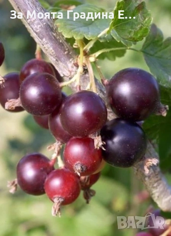 Йоща - хибрид между касис и цариградско грозде , снимка 5 - Градински цветя и растения - 54020913